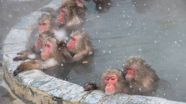 温泉につかるサル山のニホンザル / 7