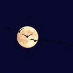 中秋の名月を見に行こう！関東＆信越の天体観測スポット7選