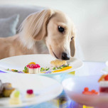 【大阪】ペットと泊まれるホテル・旅館5選！愛犬と楽しい旅を♡