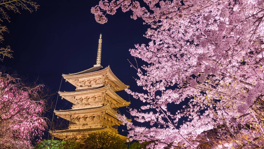 京都東寺　夜桜 / 2