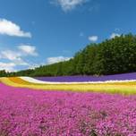 彩り豊かな花に癒されませんか？北海道の美しい「花畑」8選