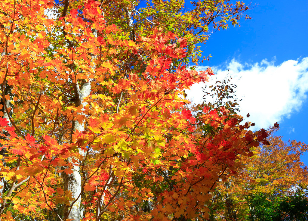 青森の自然に触れて、元気な自分を取り戻そう3647381