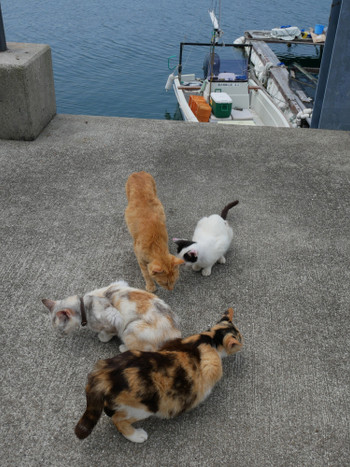 湯島港で集まる猫たち (熊本県上天草市)