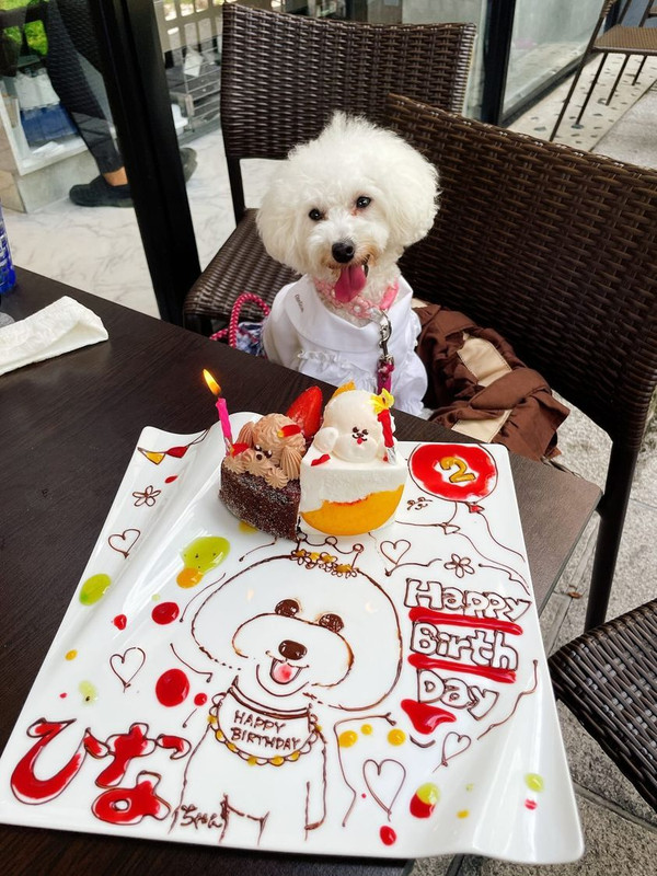 toy_poo_hinakoさんの写真 / 2