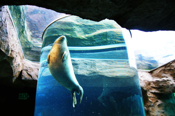 Asahiyama Zoo Seal House