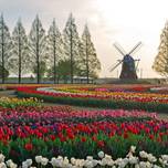 お花が1年中楽しめる♡千葉「あけぼの山農業公園」