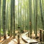 心洗われる竹林寺。鎌倉の「報国寺」を散策しませんか？