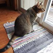 海渡　＜小笠原諸島父島＞（東京都 ペンション） / 3