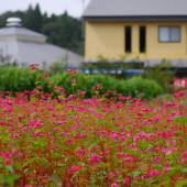 奥州平泉温泉 そば庵 しづか亭（岩手県 旅館） / 4