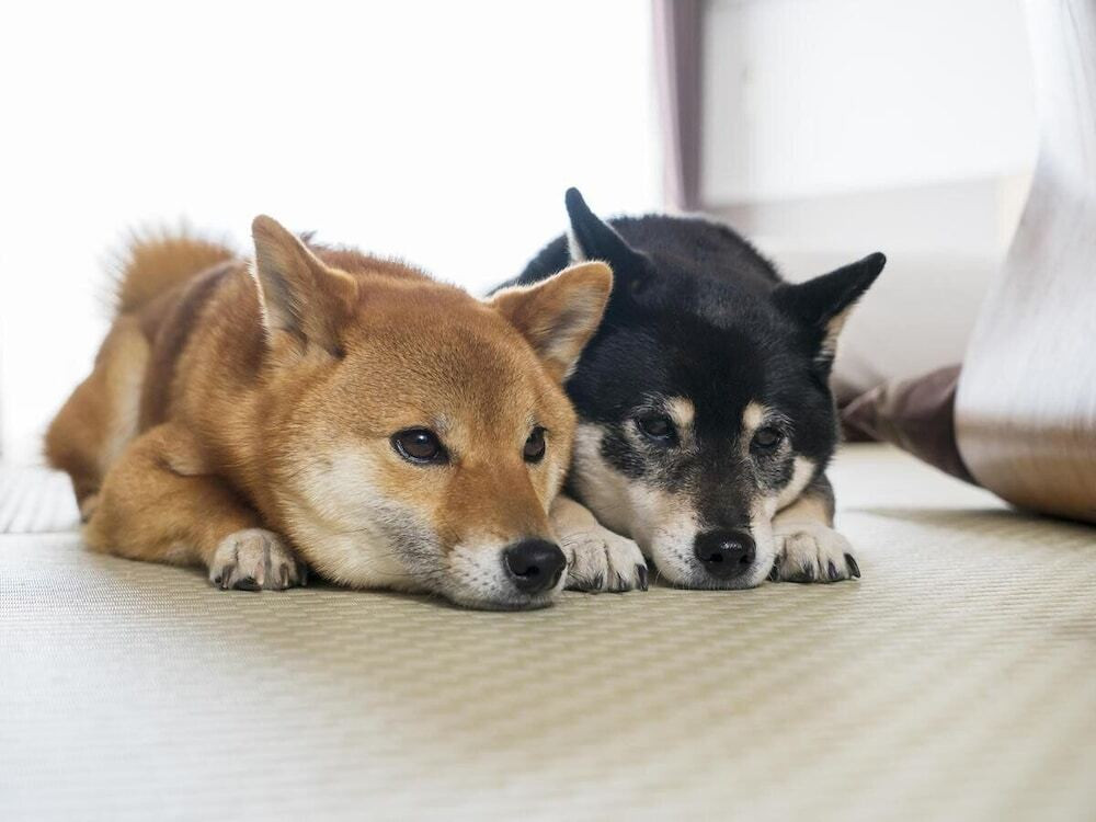客室