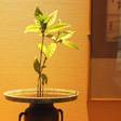 大地の彩 花月亭