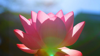 ファミリー 和室（禁煙、共用バスルーム）