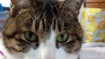 コンシェルジュ デスク / 1