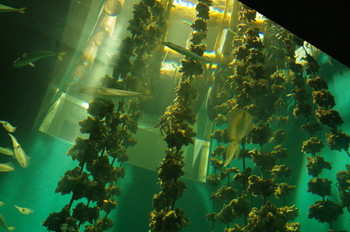 2.宮島水族館（宮島）1097403
