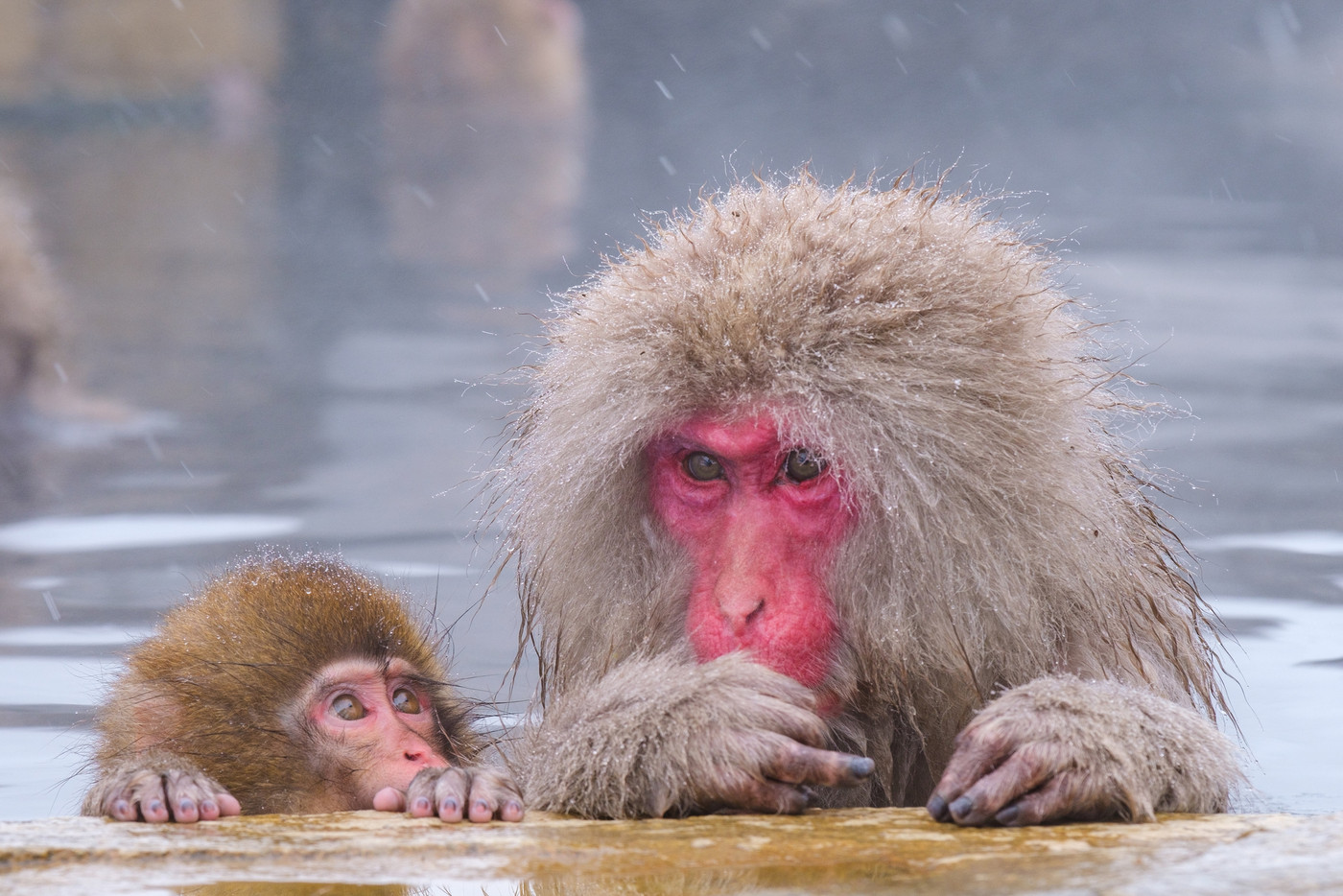 地獄谷野猿公苑の猿（スノーモンキー）