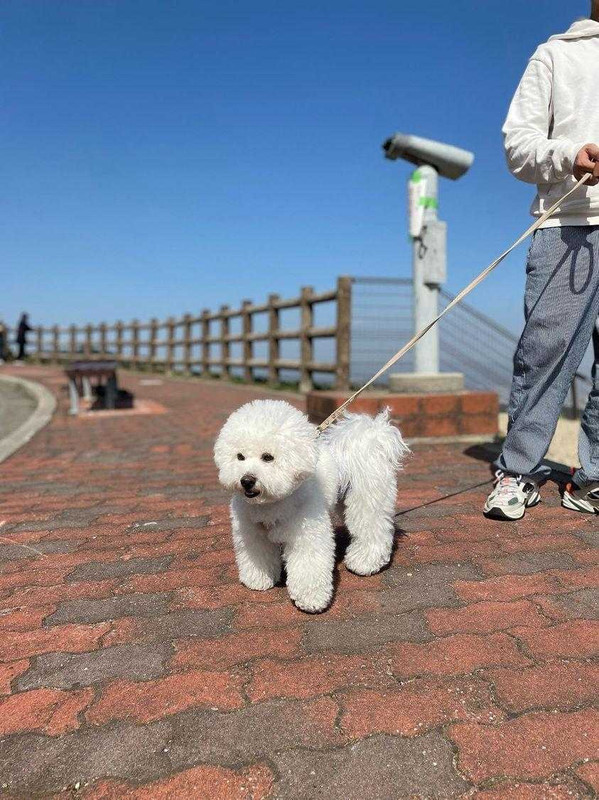 bichon_monetさんの写真 / 5