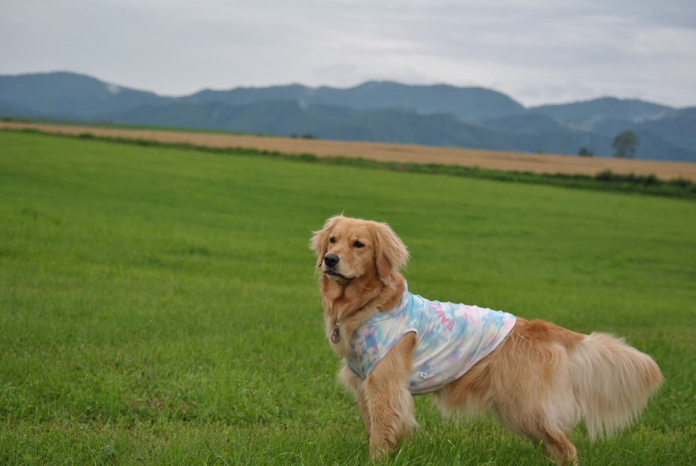 美瑛で犬