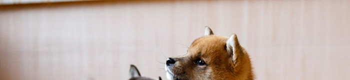 【京都】大切な家族もいっしょに旅行を楽しめる。ペットと同室宿泊OKのホテル＆旅館12選