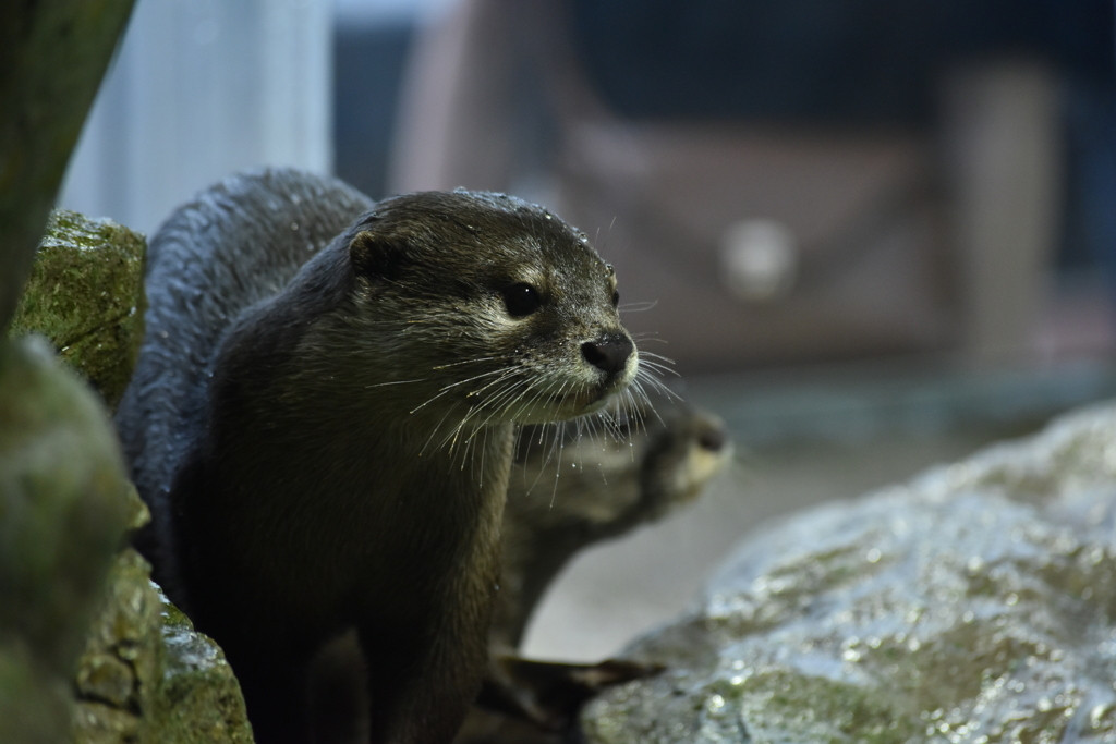 新江ノ島水族館2307521