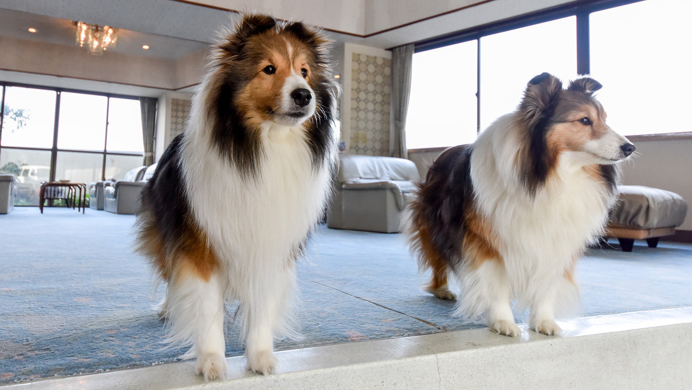 全室ペット同伴OK。部屋食で寂しがり屋の愛犬も安心♪4276051