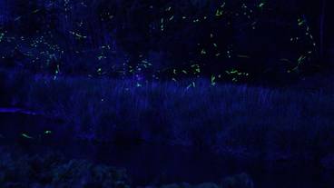 ランド ビュー / 5