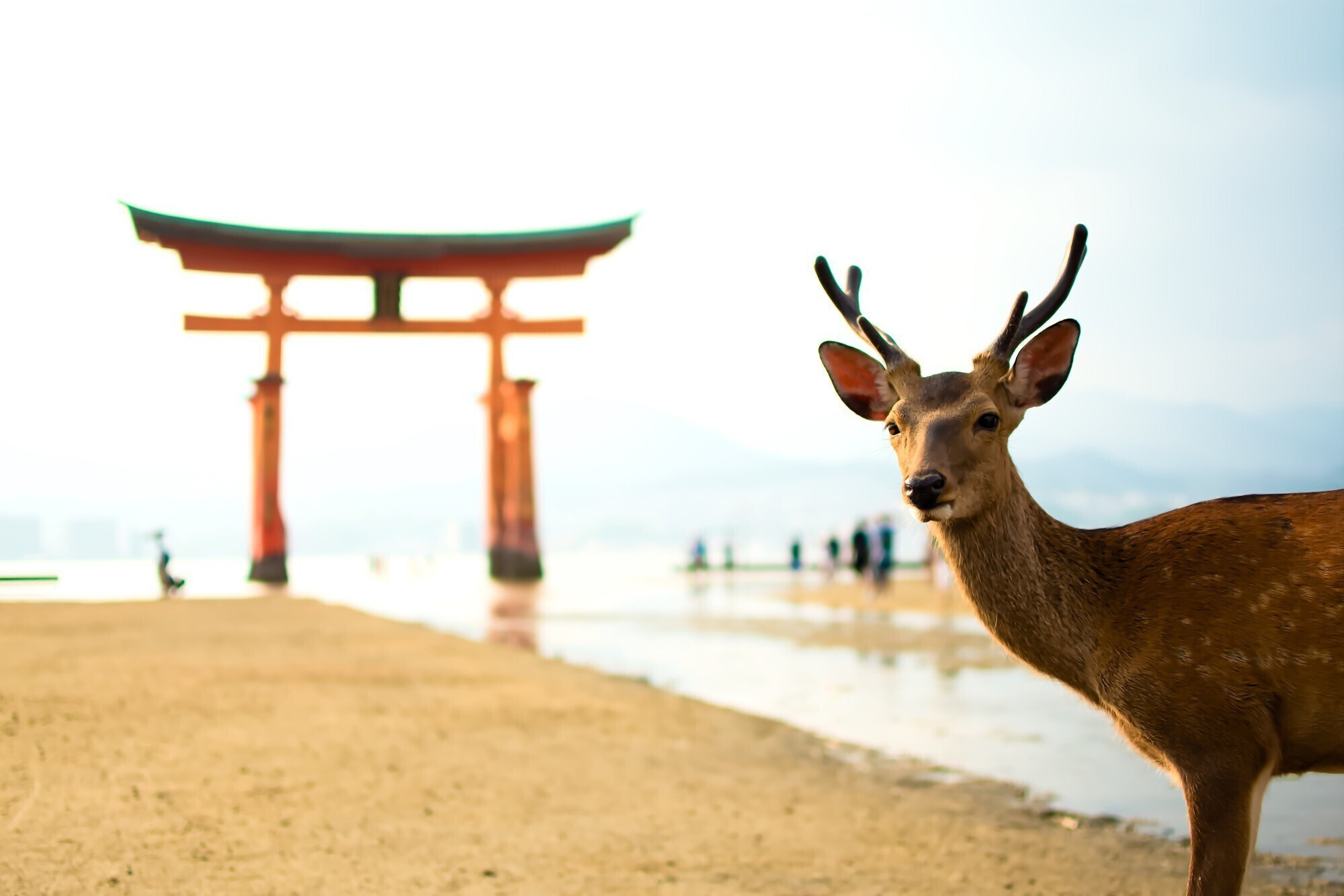 女子旅ならここへ行こう 広島県のおすすめ観光スポット12選 Icotto イコット