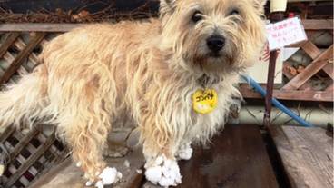 ペット同伴可 / 7