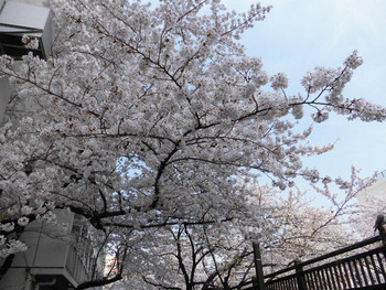 5. 石神井川(中板橋)1558811
