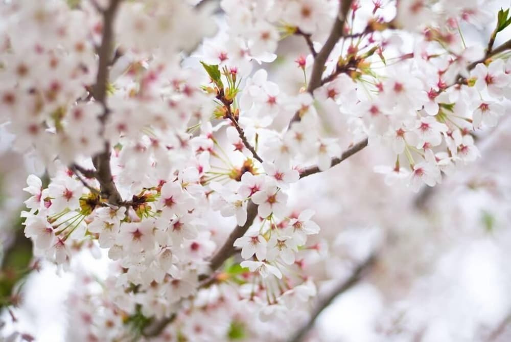 マウンテン ビュー