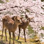 【奈良】春のおすすめ観光スポット11選｜桜の名所やパワースポットなど色々