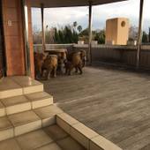 原鶴温泉 ホテルTOPMEGA伊藤園（福岡県 旅館） / 5