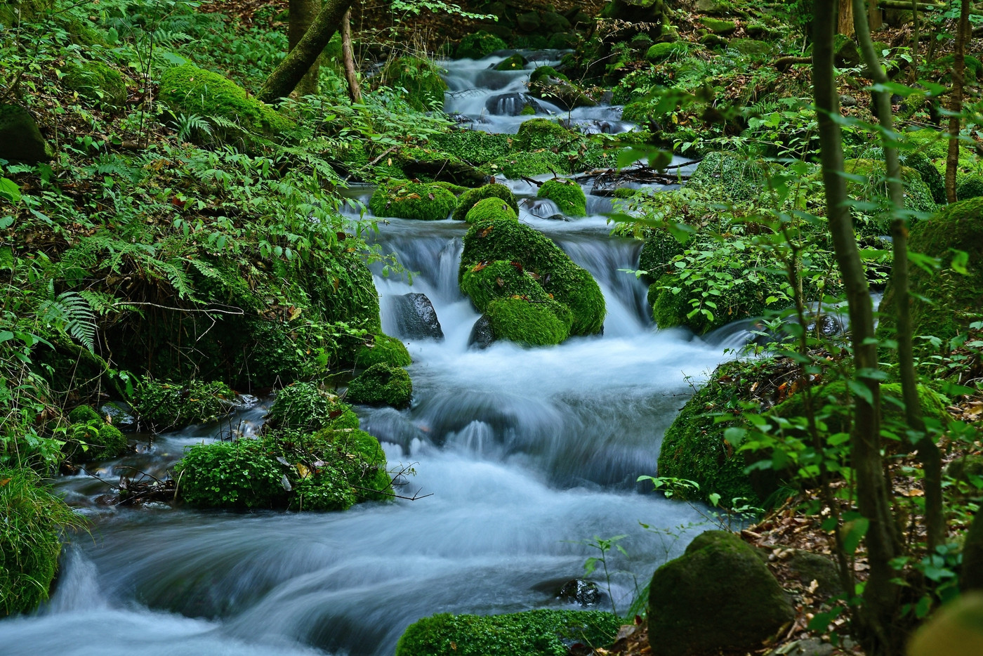 尚仁沢湧水群の情景＠栃木