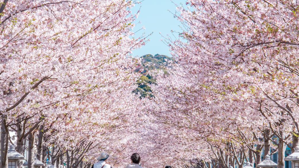 桜並木 / 2