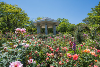 Gora Park Rose Garden