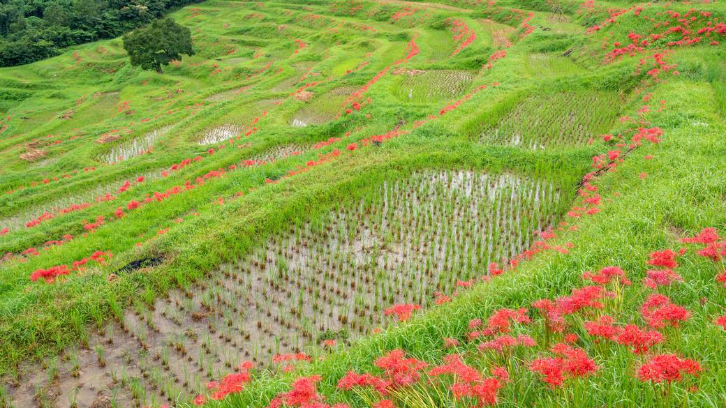 鴨川の絶景スポット
「大山千枚田」へ / 3