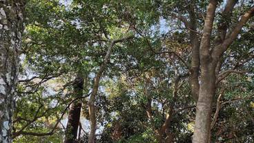 ランド ビュー / 25