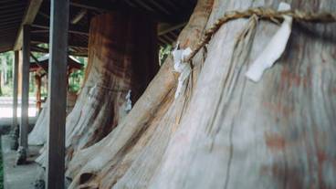 ランド ビュー / 22