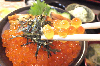 「まる」料理 1131377 うにいくら丼　１９８０円　雲丹いくら丼のいくらのアップ　【　２０１５年３月　】
