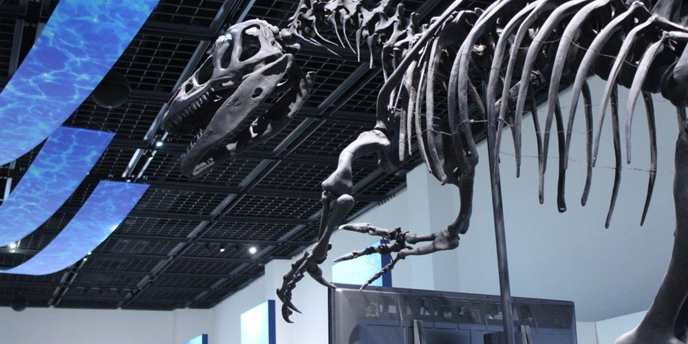 化石が数多く発見される北海道！化石を見ることができる博物館6選 | icotto（イコット）