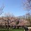 札幌・円山公園でお花見♪桜の下でジンギスカンを楽しもう