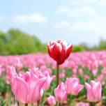 【広島】色とりどりの花に癒やされる♡美しい花が鑑賞できる観光スポット8選