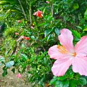 ヴィラ さちばる(沖縄県 コテージ・ロッジ・一棟貸) / 2