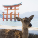 女子ののんびり一人旅in広島。旅のおともにしたいおすすめホテル7選