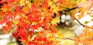 【2017年版】秋の紅葉特集