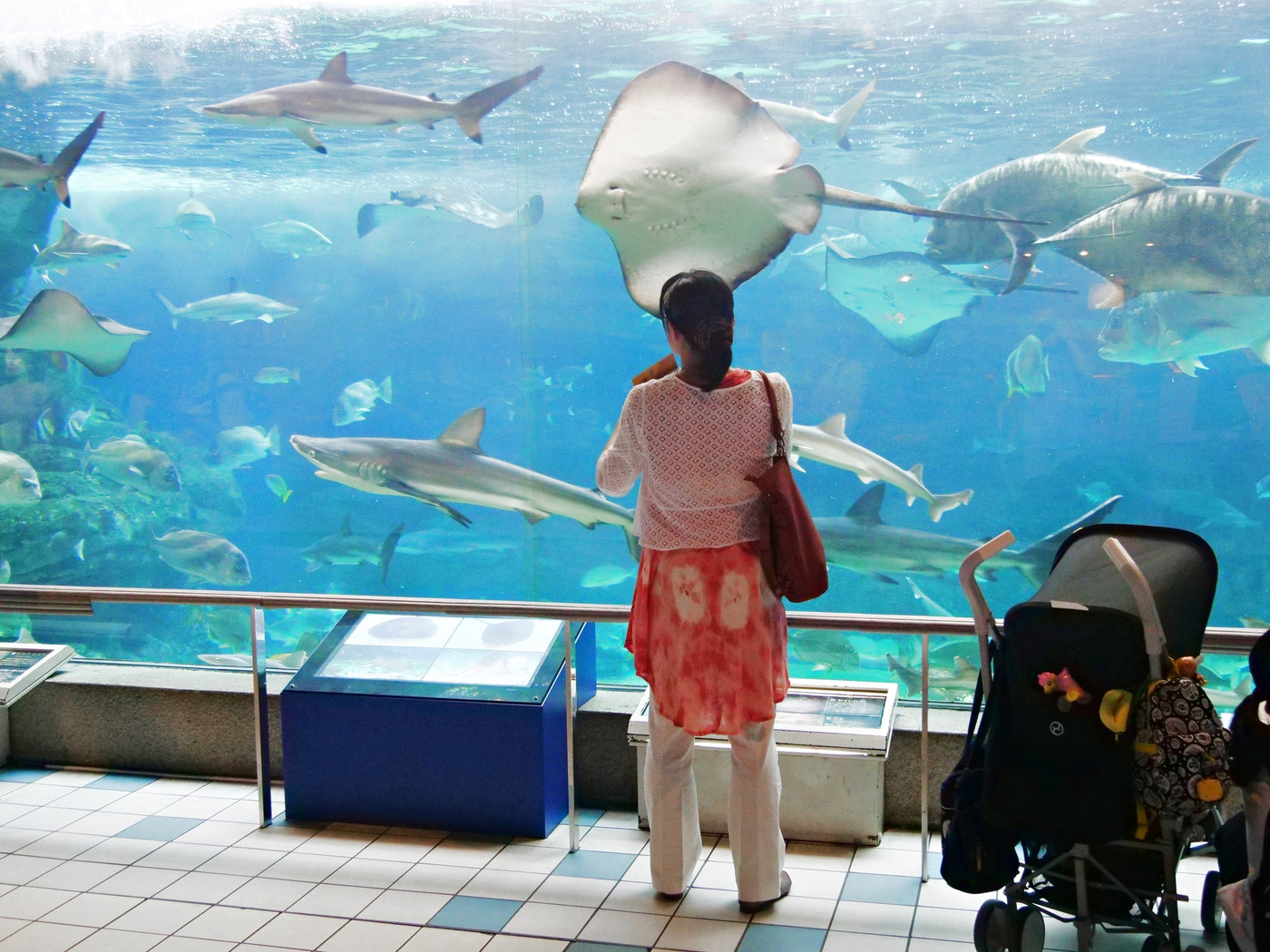 神戸　須磨海浜水族園　波の大水槽を見る母子（夏）