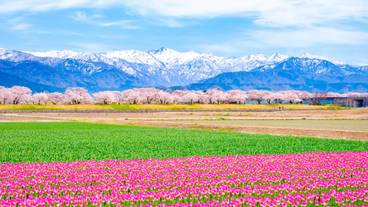 あさひ舟川 春の四重奏 / 2