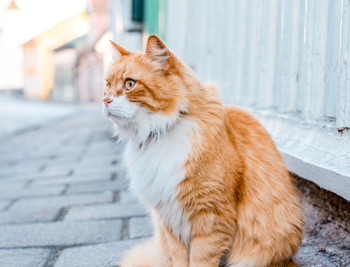 街角にたたずむ茶トラ猫