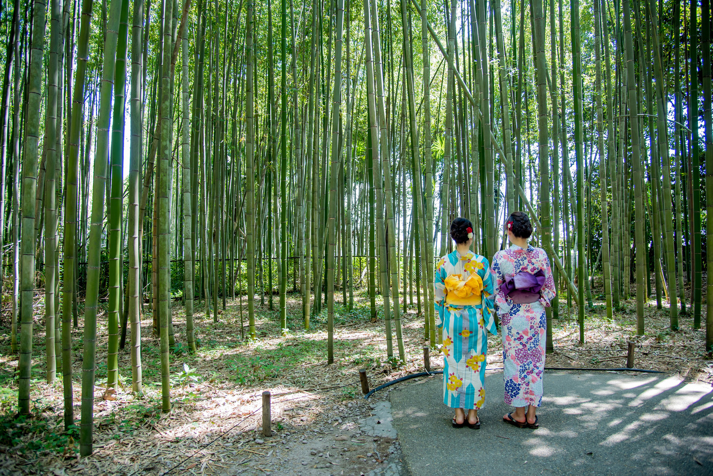 京都　嵯峨野　竹林の散策路を歩く二人の女性　浴衣姿