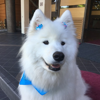 ふわふわの看板犬がいる温泉宿でほっこり。4262888