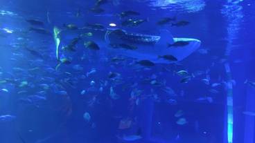 観光スポット / 9